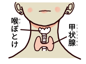 喉ぼとけ 甲状腺