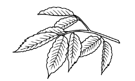 欅の葉のイラスト